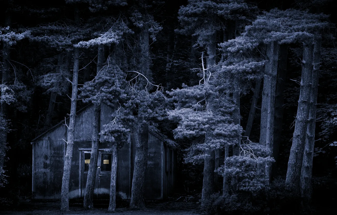 Фото обои лес, деревья, ночь, ветки, дом, темнота, стволы, мрак