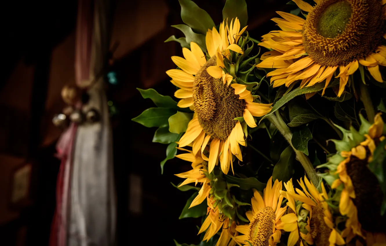 Фото обои подсолнухи, цветы, темный фон, комната, букет, желтые, подсолнечник