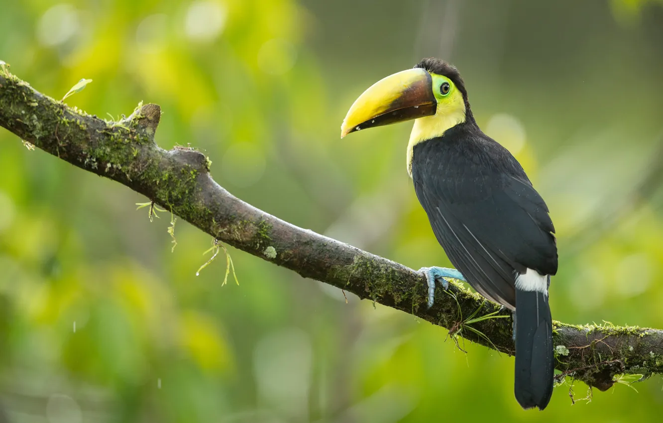 Фото обои ветки, фон, птица, тукан, боке