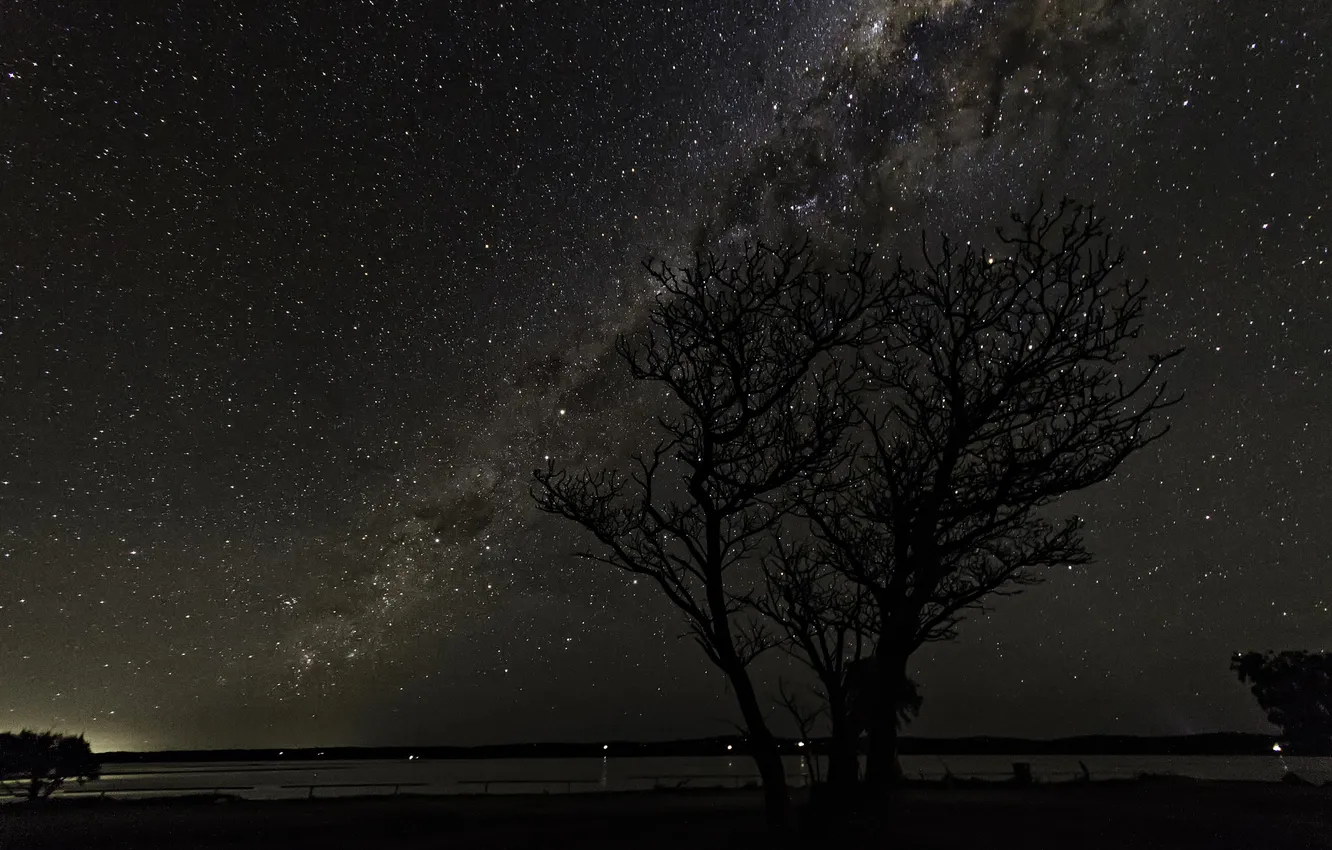Фото обои космос, звезды, ночь, дерево, млечный путь