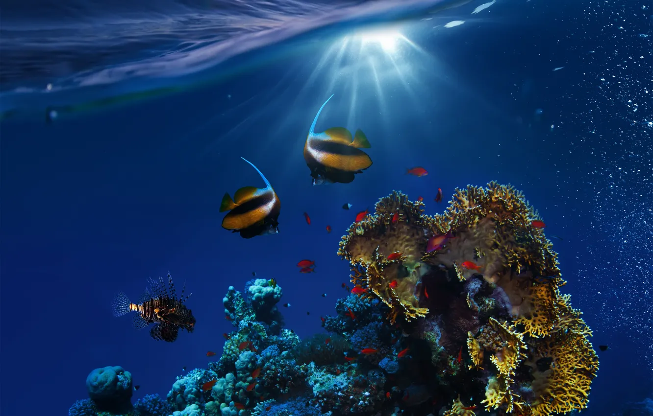 Фото обои underwater, ocean, fishes, tropical, reef, coral