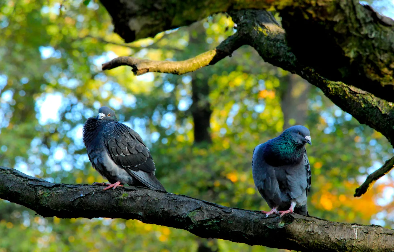 Фото обои bird, two, pigeons, twig