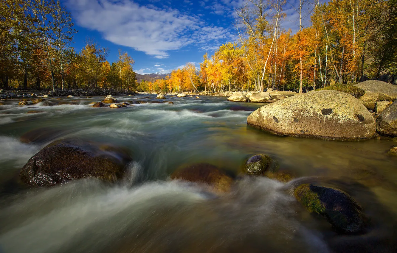 Фото обои осень, деревья, река, камни