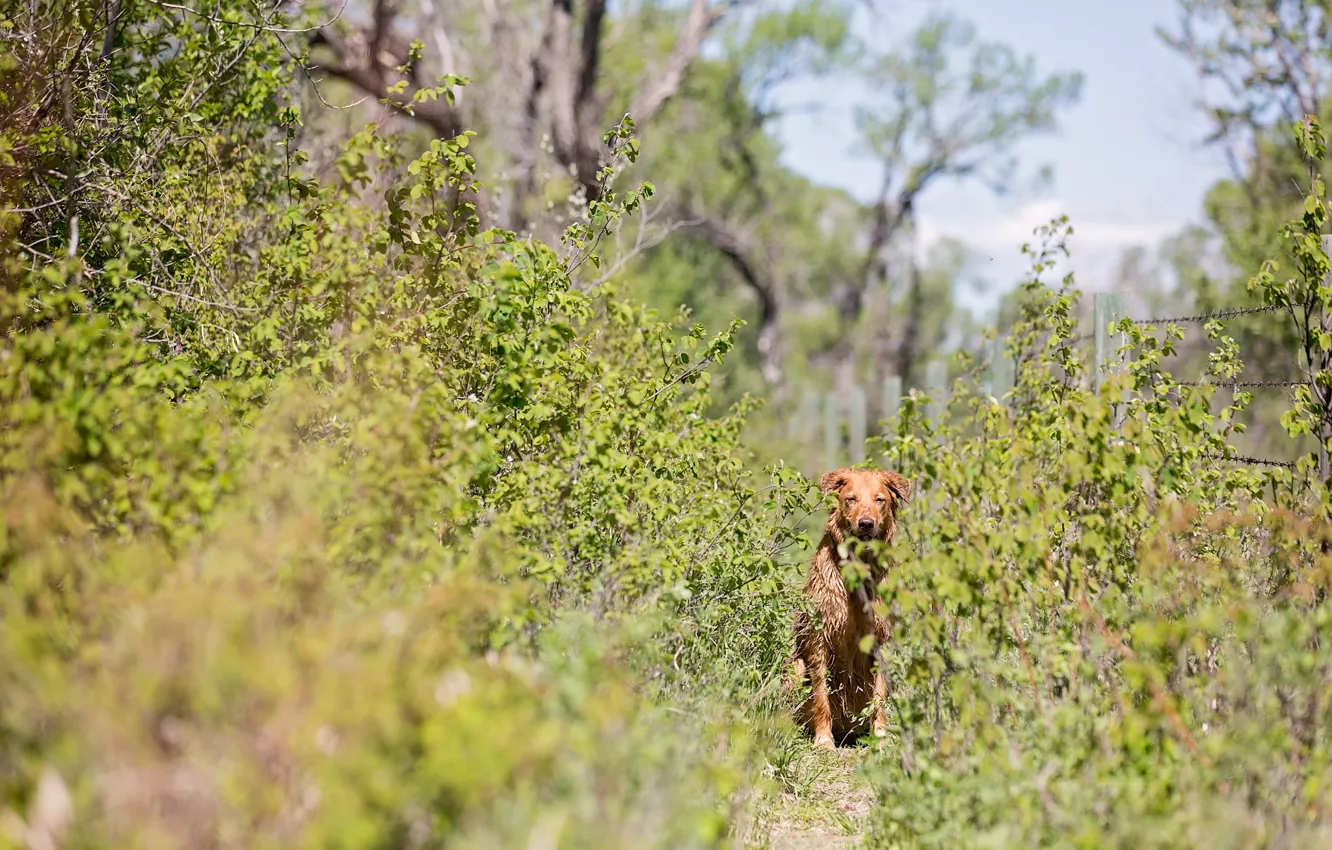 Фото обои тропа, кустарник, рыжая собака