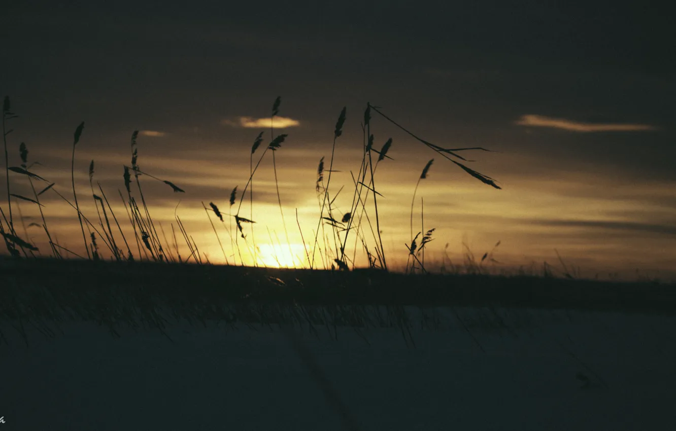Фото обои пшеница, солнце, природа, Закат