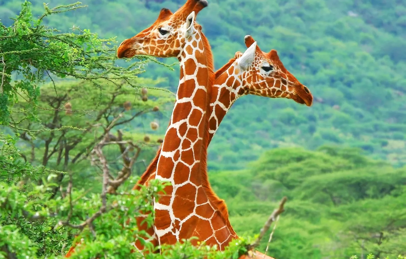 Фото обои жирафы, саванна, Африка