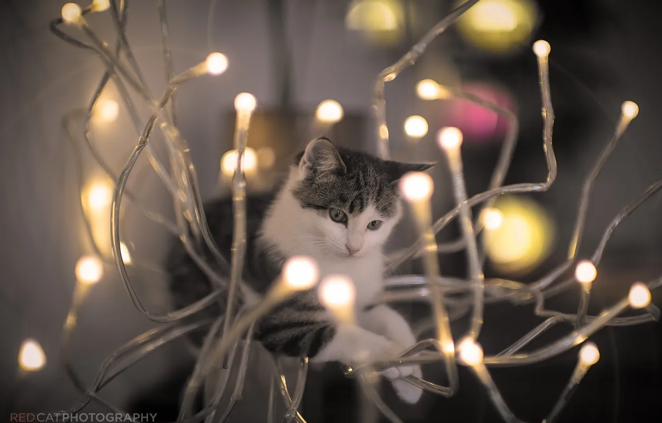 Фото обои кошка, кот, свет, мордочка, лампочки