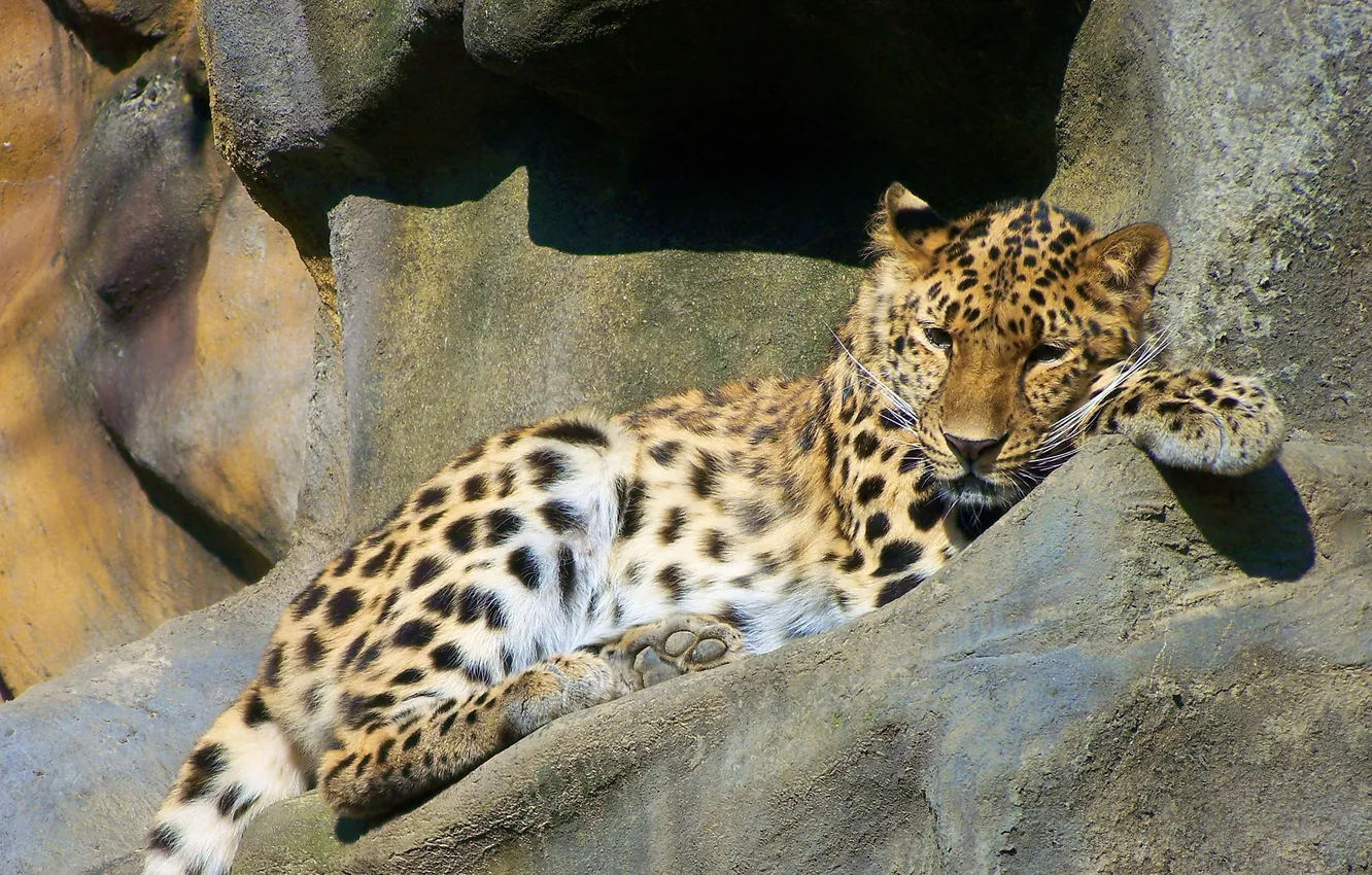 Фото обои скалы, отдых, хищник, леопард, дальневосточный