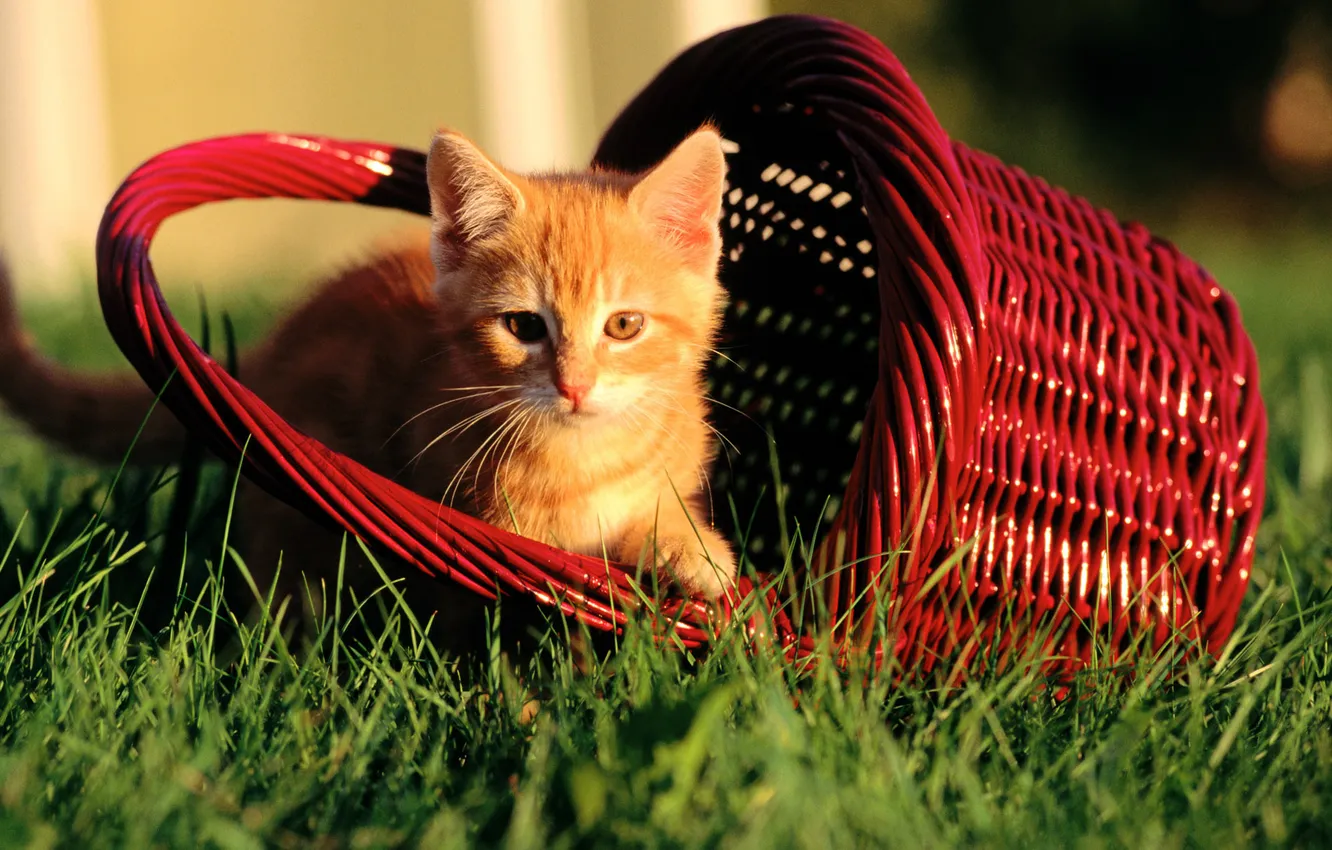 Фото обои трава, котенок, рыжий, корзинка