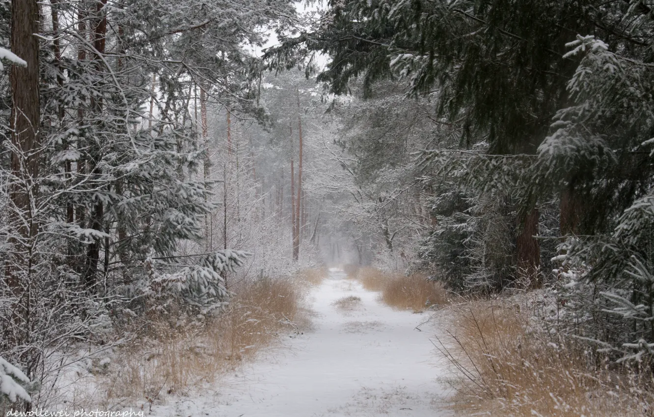 Фото обои зима, дорога, лес, снег, Dewollewei