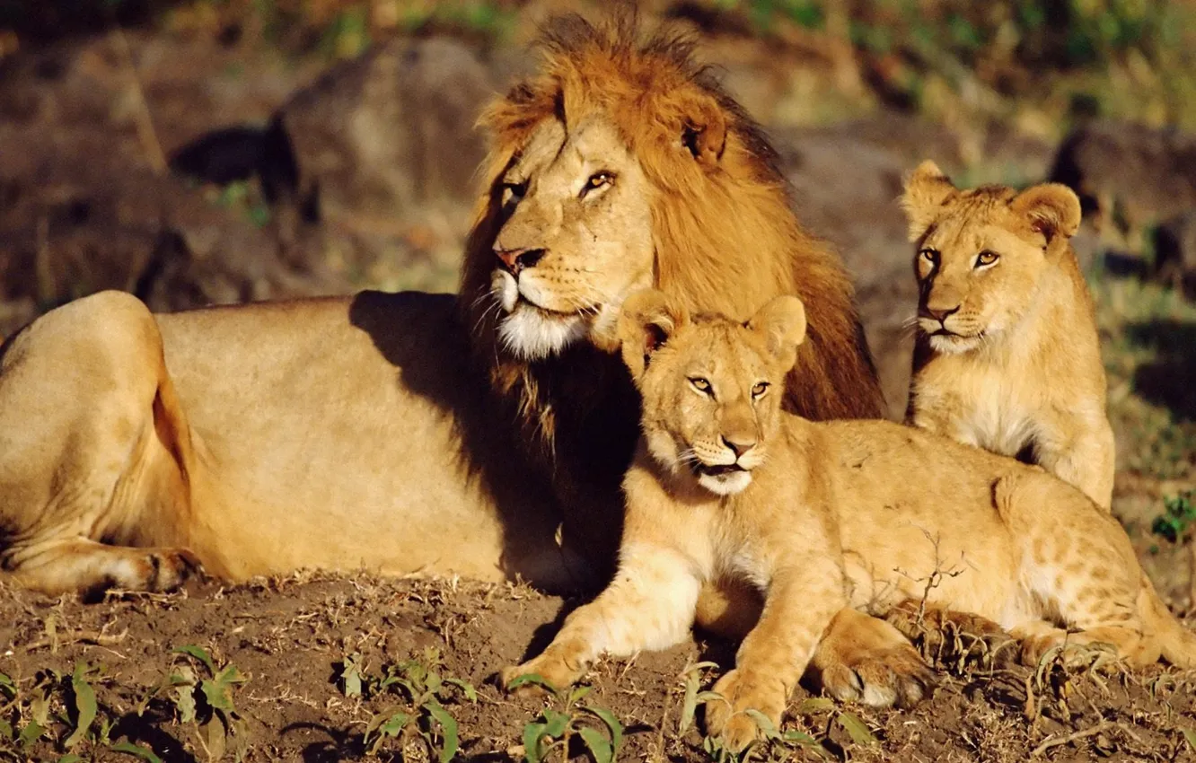 Фото обои лев, львята, Дикие кошки