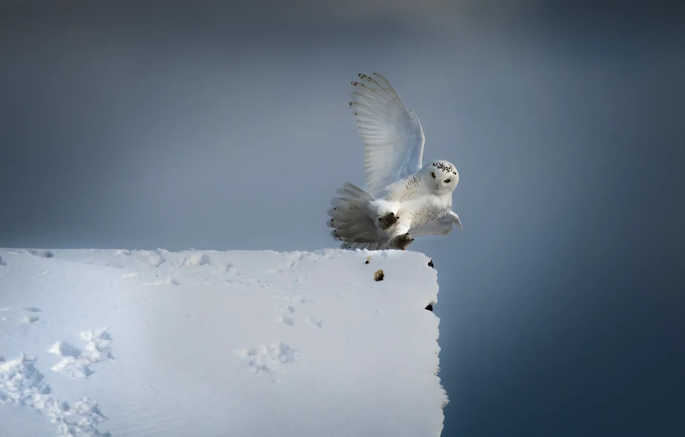 Фото обои зима, крыша, небо, снег, сова, птица, крылья, белая