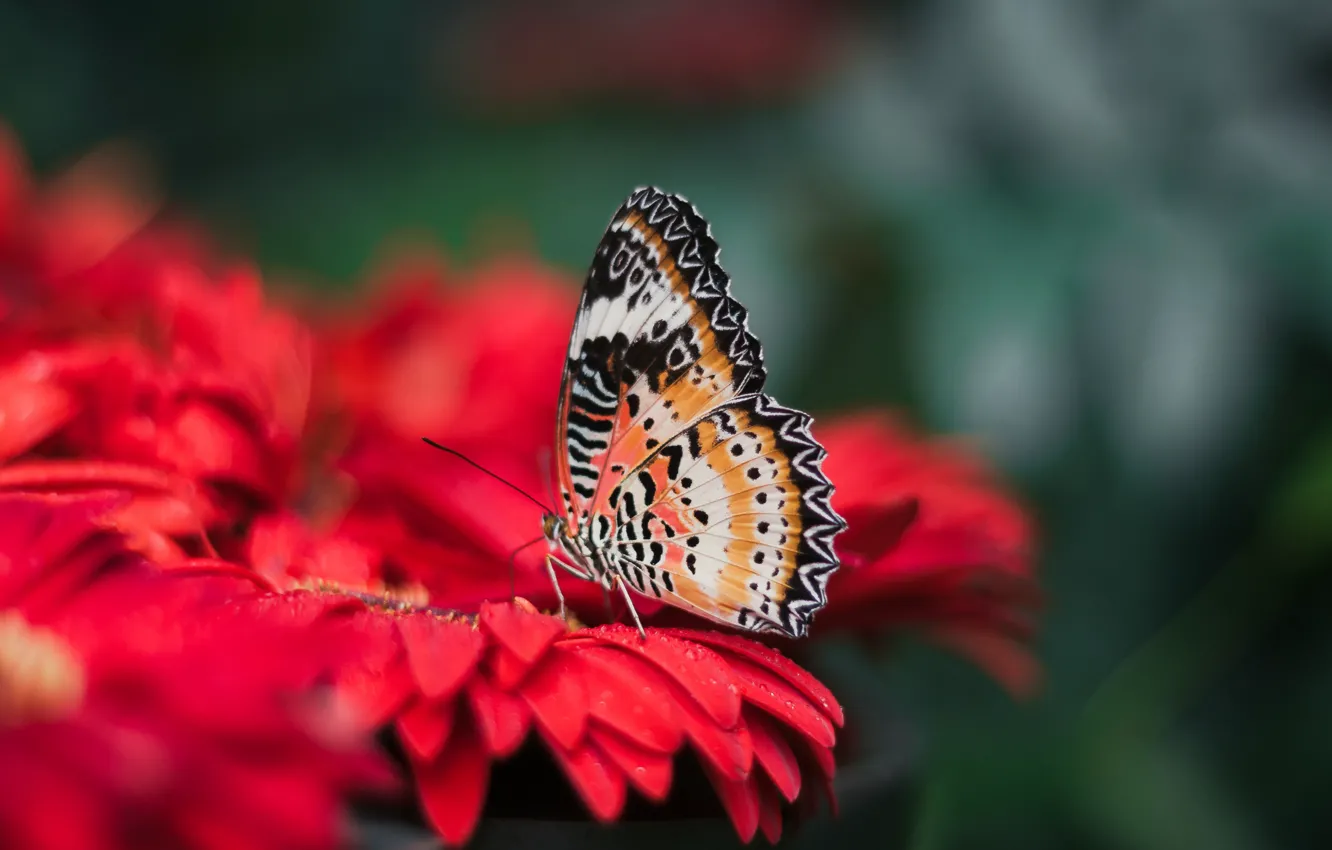 Фото обои цветок, яркий, природа, бабочка, крылья, размытость