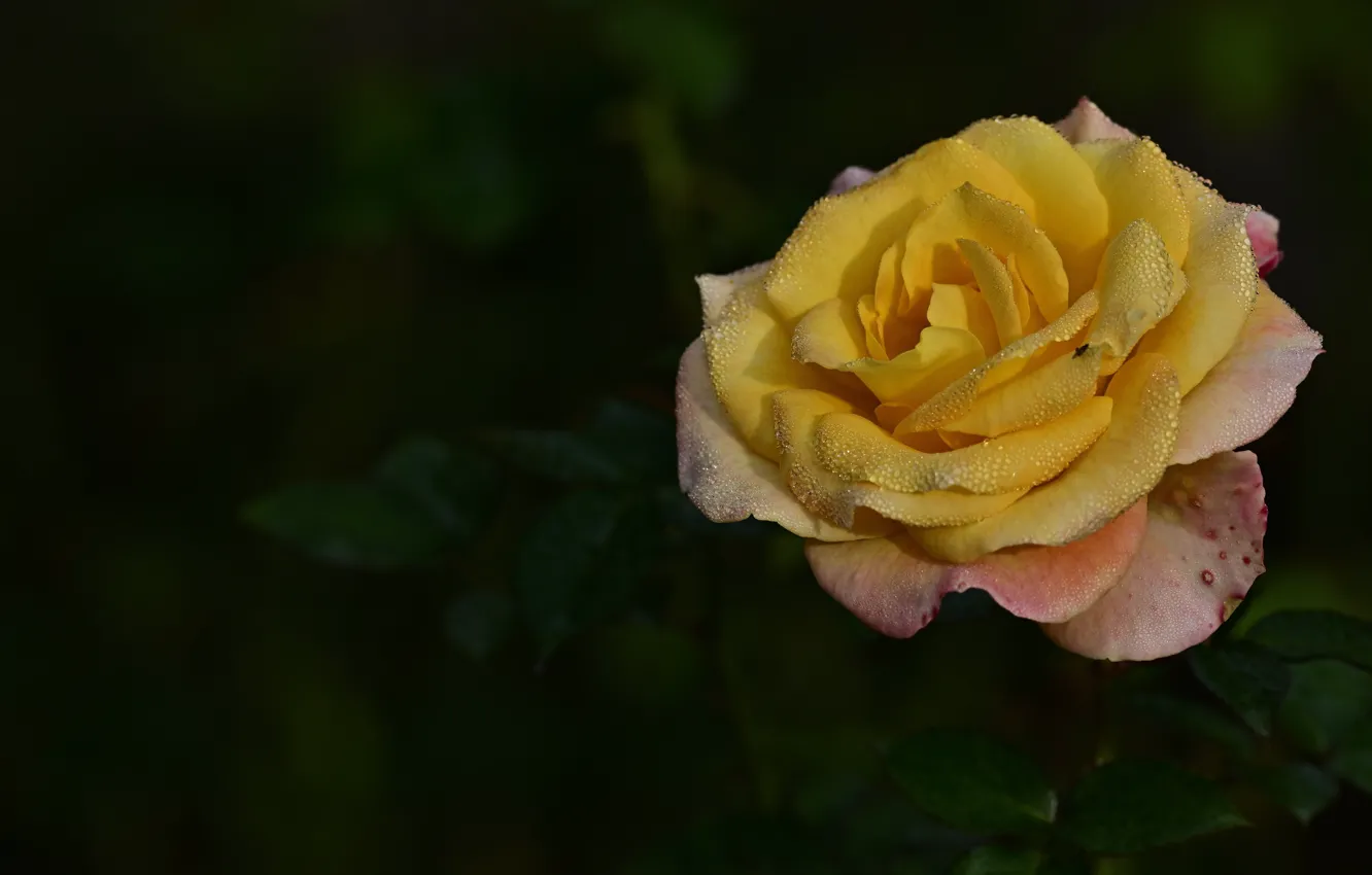 Фото обои цветок, листья, капли, темный фон, роза, желтая