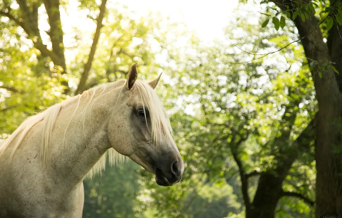 Фото обои морда, серый, конь, лошадь, грива