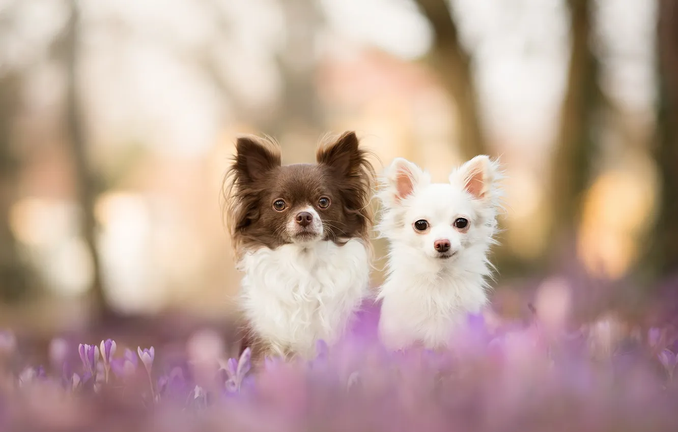 Фото обои собаки, взгляд, природа