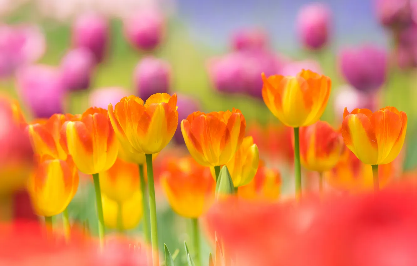 Фото обои весна, лепестки, сад, луг, тюльпаны