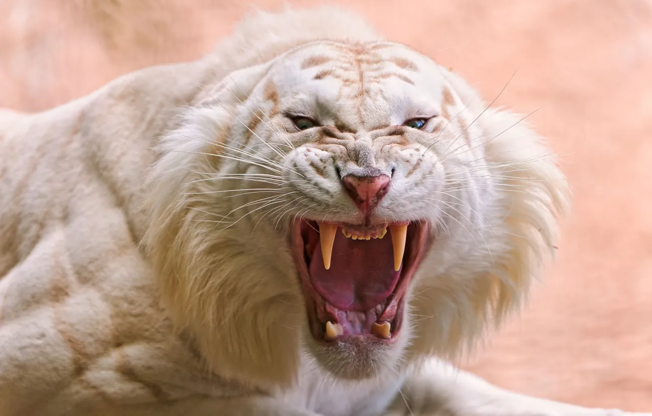 Фото обои пасть, клыки, белый тигр