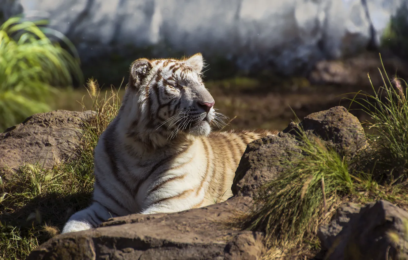 Фото обои морда, хищник, бенгальский тигр
