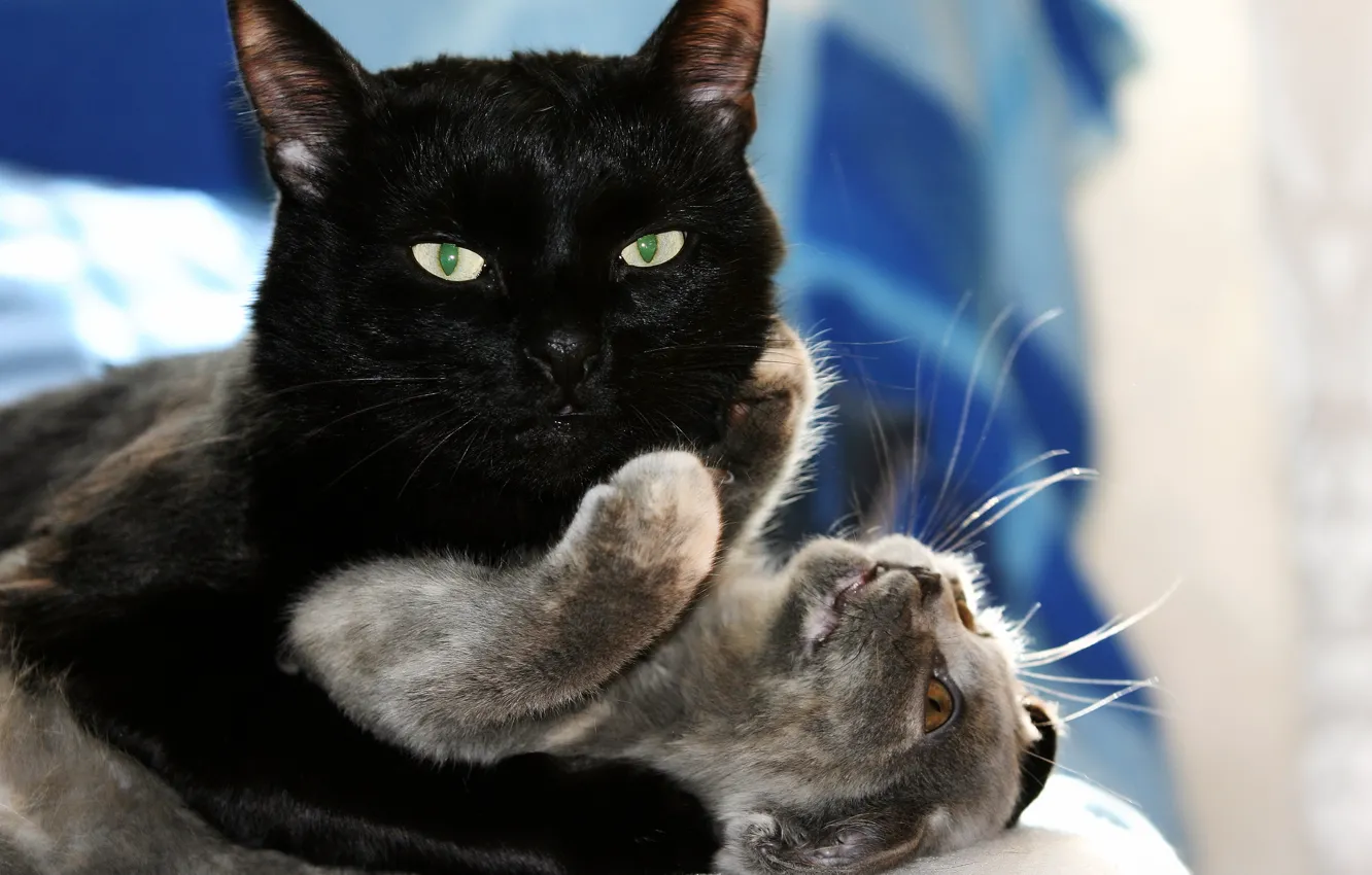 Фото обои кошка, любовь, игры, котенок, объятия, love, черный кот, kitten