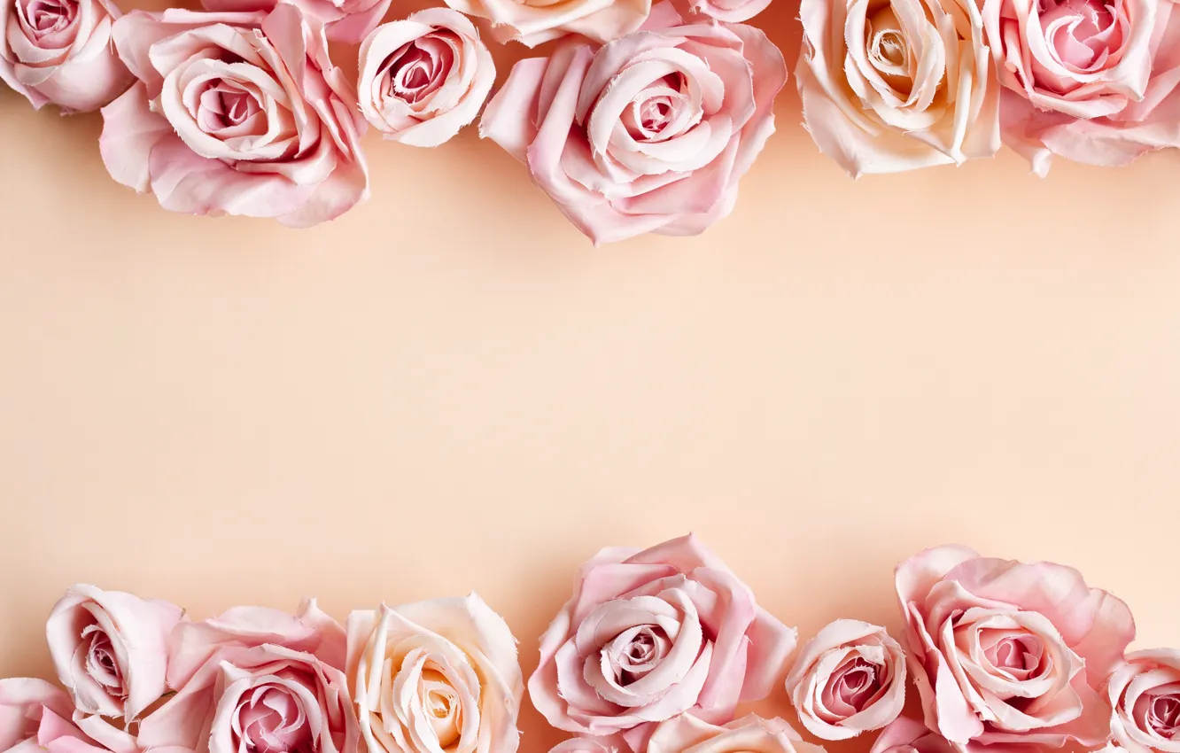 Фото обои розы, розовые, бутоны, композиция