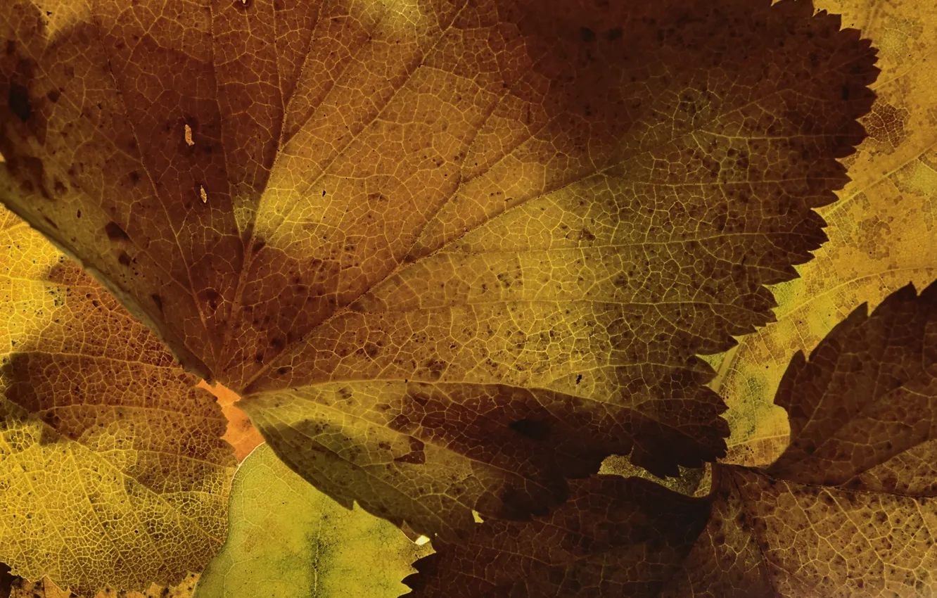 Фото обои листья, макро, текстура, Martin Dollenkamp
