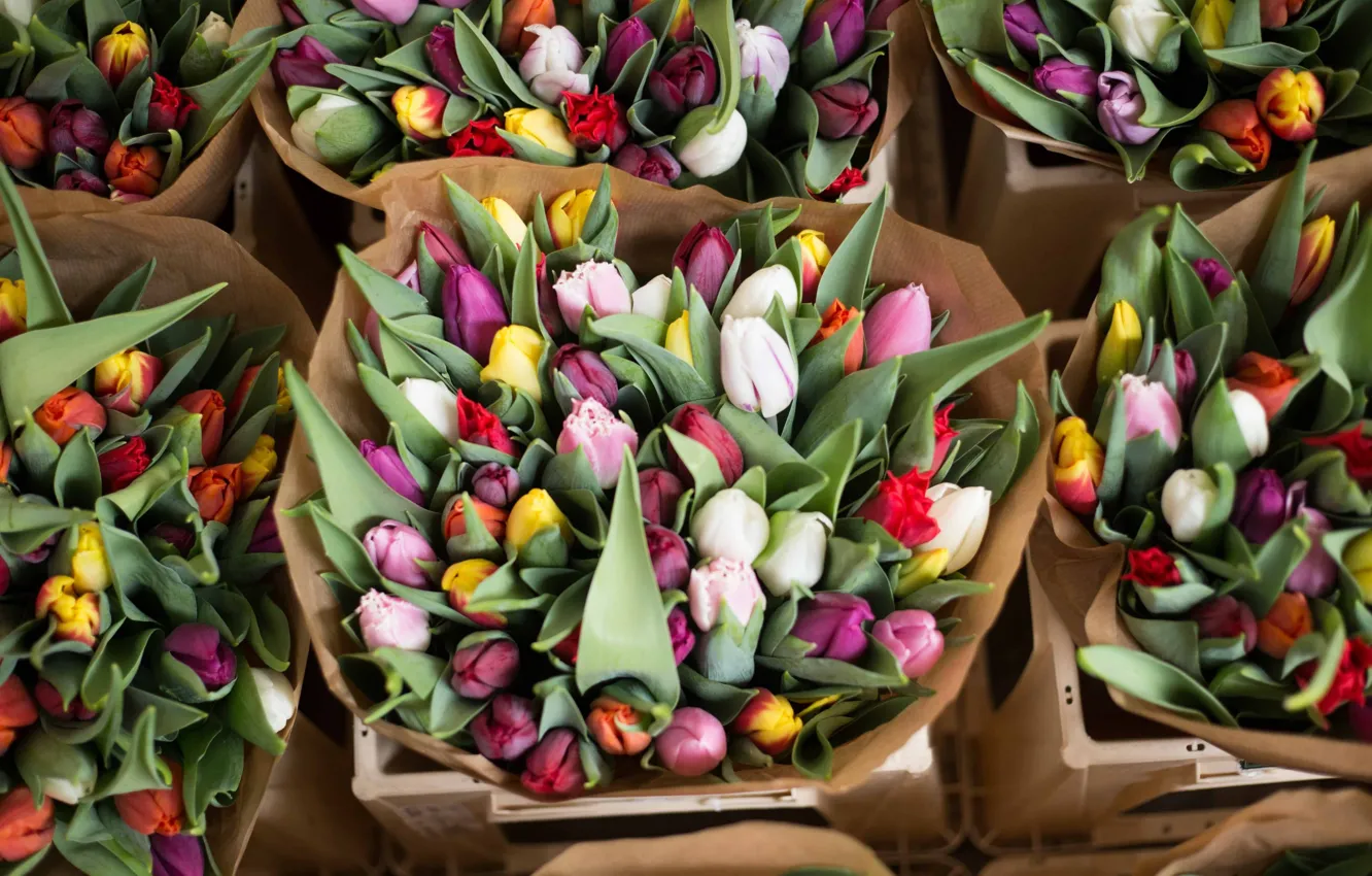 Фото обои Flower, Bouquet, Springtime, Dutch tulips