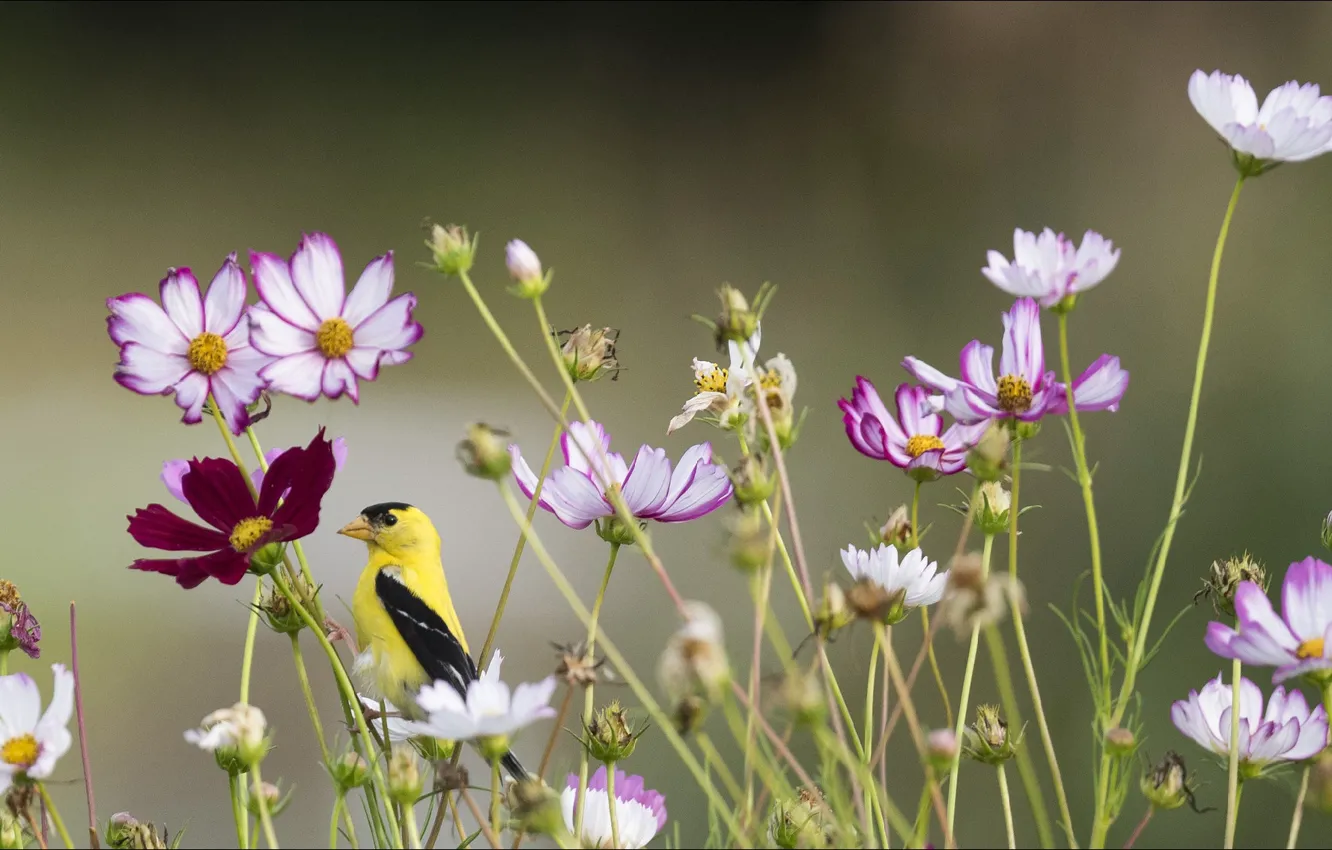 Фото обои цветы, природа, nature, bird, flowers, птаха