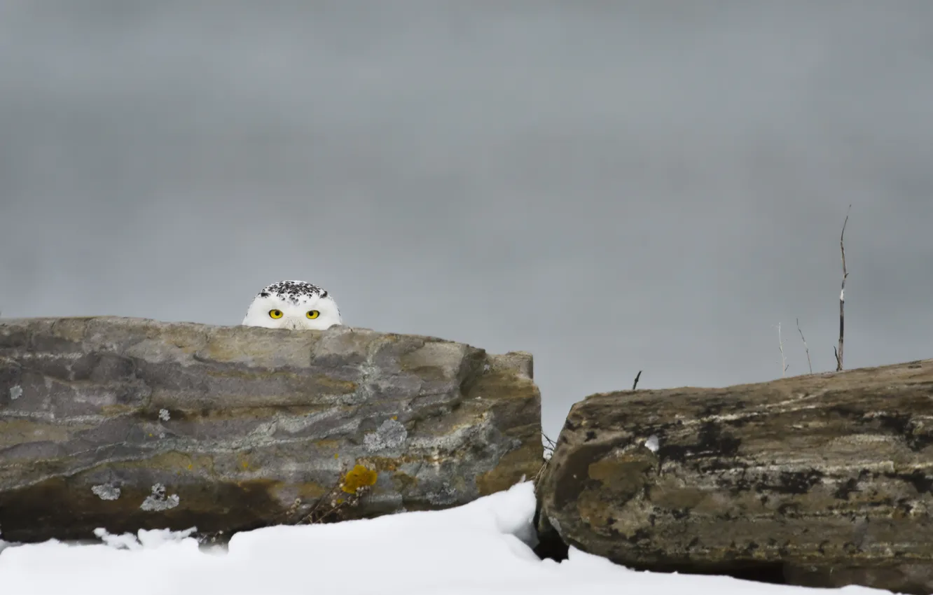 Фото обои зима, глаза, скалы, полярная сова, скрытого
