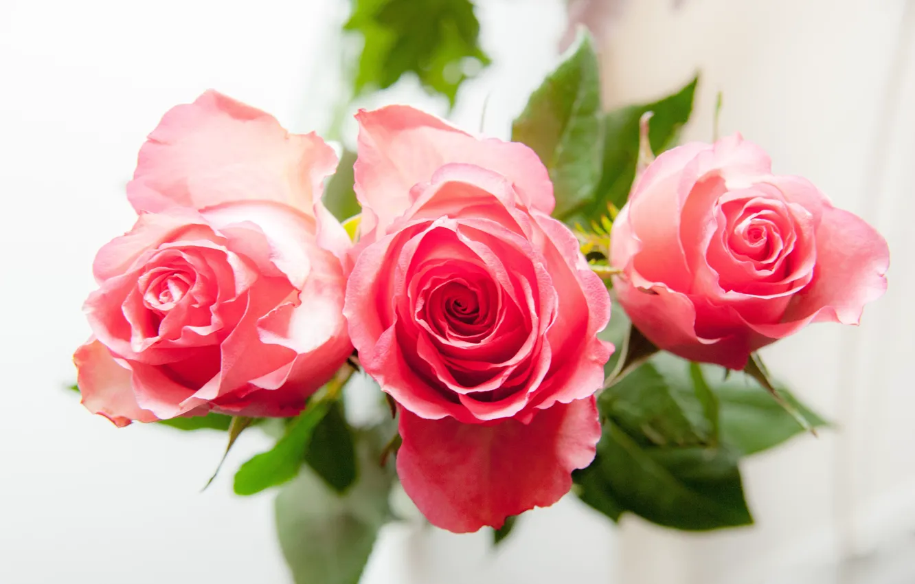 Фото обои розы, букет, лепестки