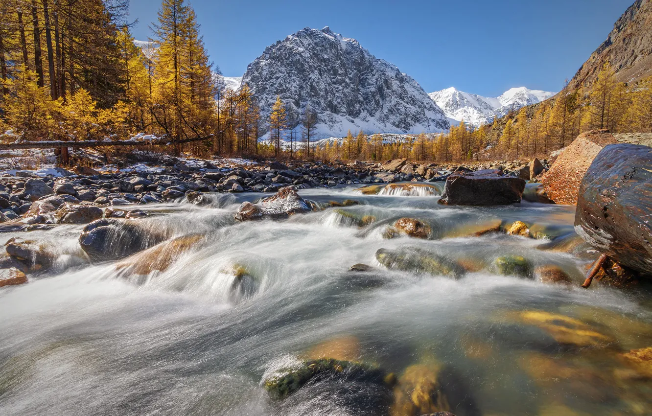 Фото обои осень, деревья, горы, река, камни, Россия, Сибирь, Республика Алтай