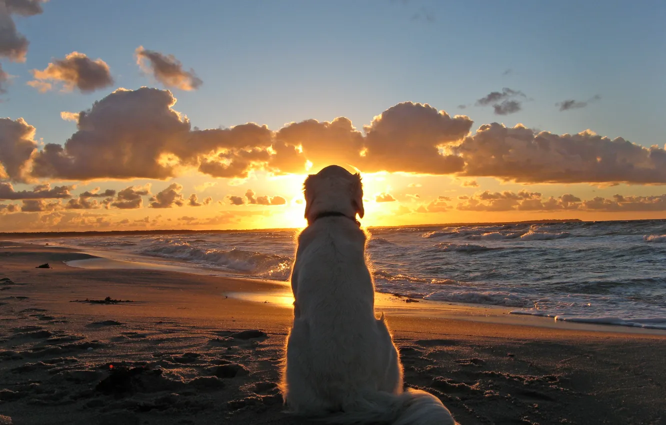 Фото обои Закат, Море, Пляж, Собака, Dog
