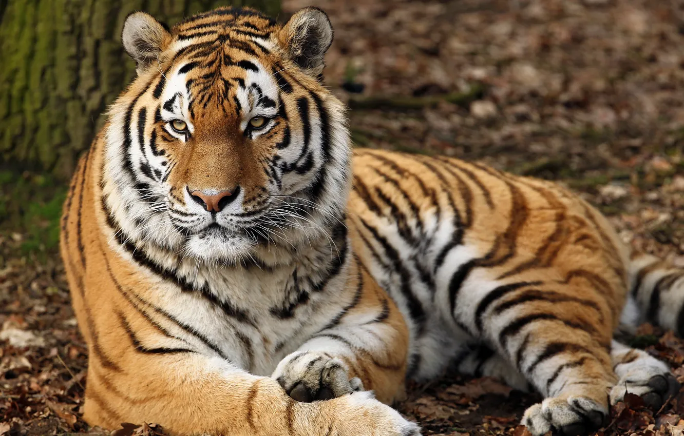 Фото обои тигр, хищник, лежит, полосатый, отдыхает, красавец