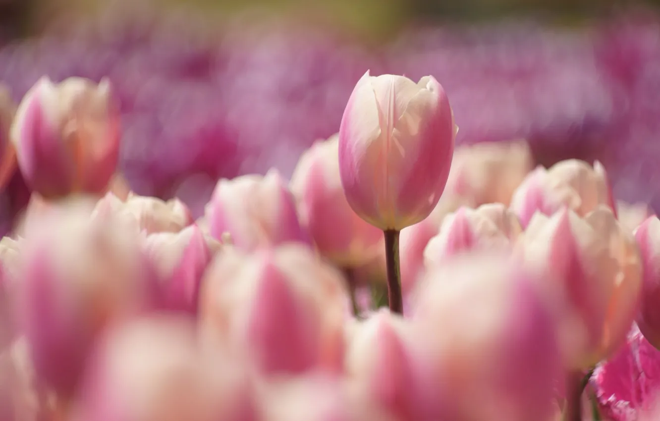 Фото обои весна, тюльпаны, розовые, клумба, боке