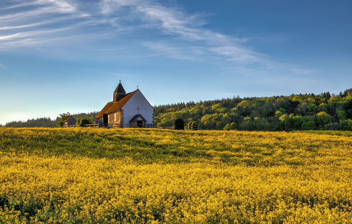 Фото обои поле, лето, цветы, весна, желтые, церковь, часовня, рапс