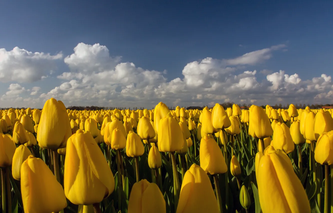 Фото обои поле, цветы, желтые, тюльпаны, плантация