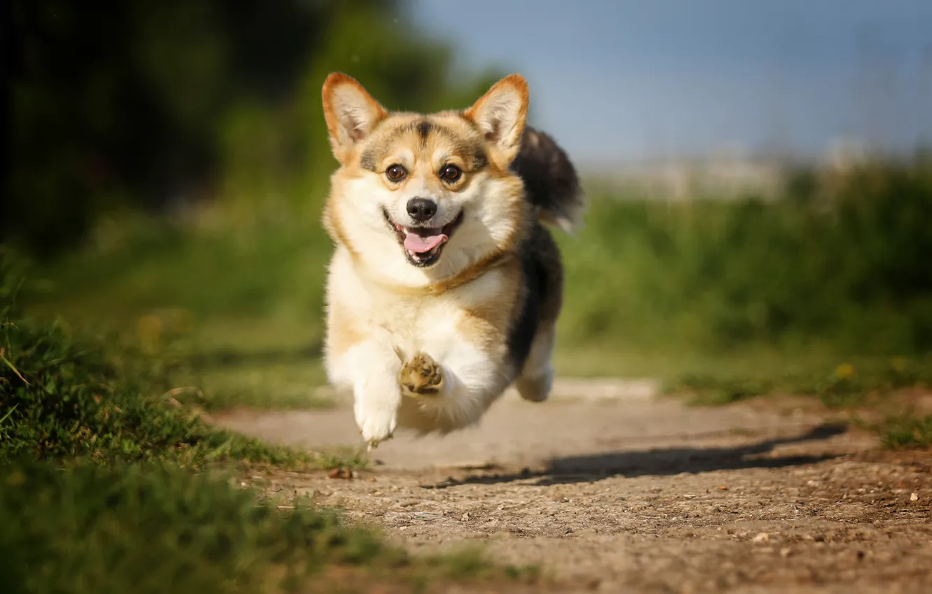 Фото обои радость, настроение, прыжок, собака, дорожка, полёт, прогулка, боке
