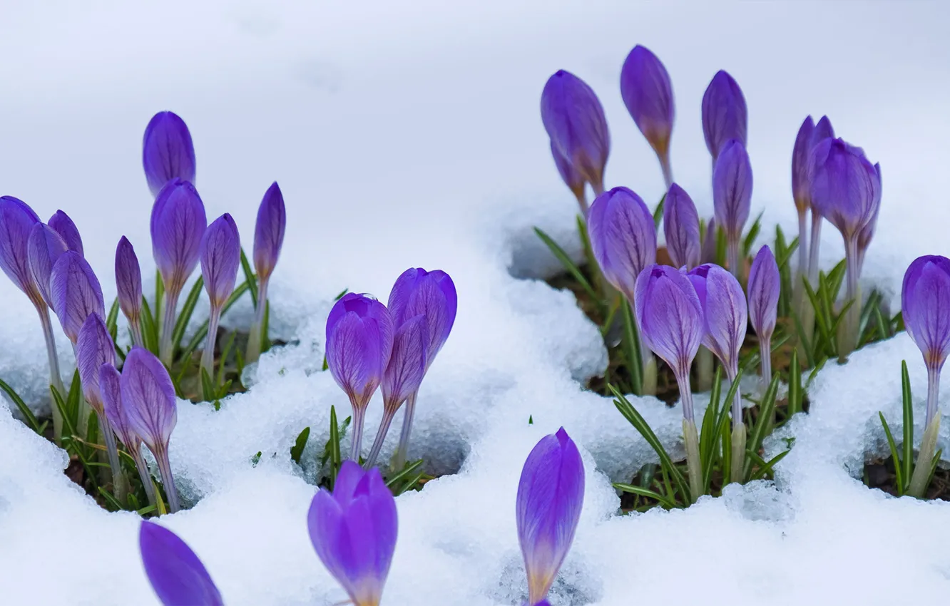 Фото обои снег, цветы, весна, крокусы