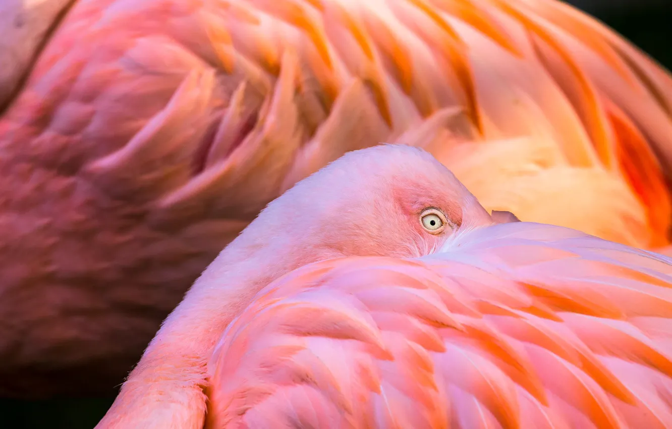 Фото обои животные, птицы, перья, окрас, розовые, фламинго