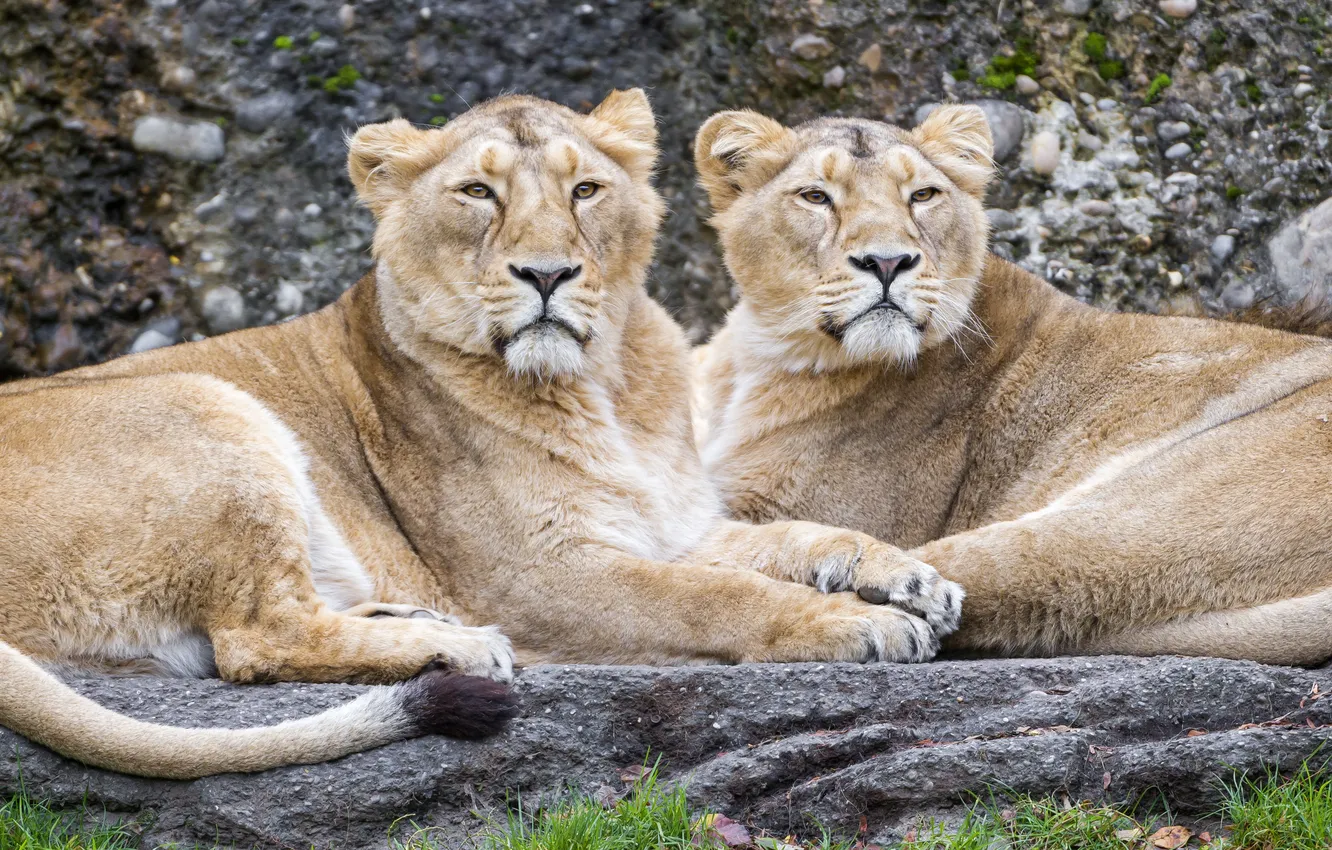 Фото обои кошки, пара, львы, львицы, ©Tambako The Jaguar