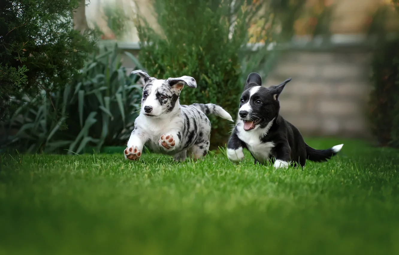 Фото обои собаки, трава, радость, настроение, газон, щенки, прогулка, парочка