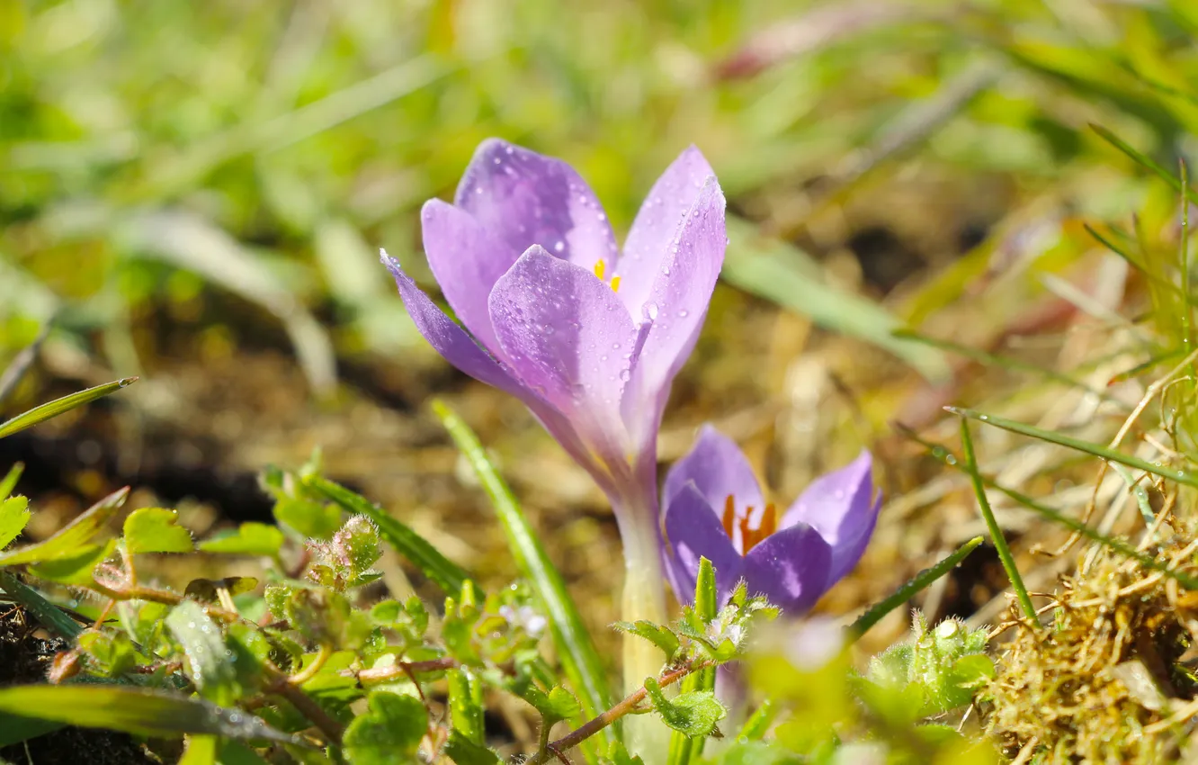 Фото обои flower, spring, crocus