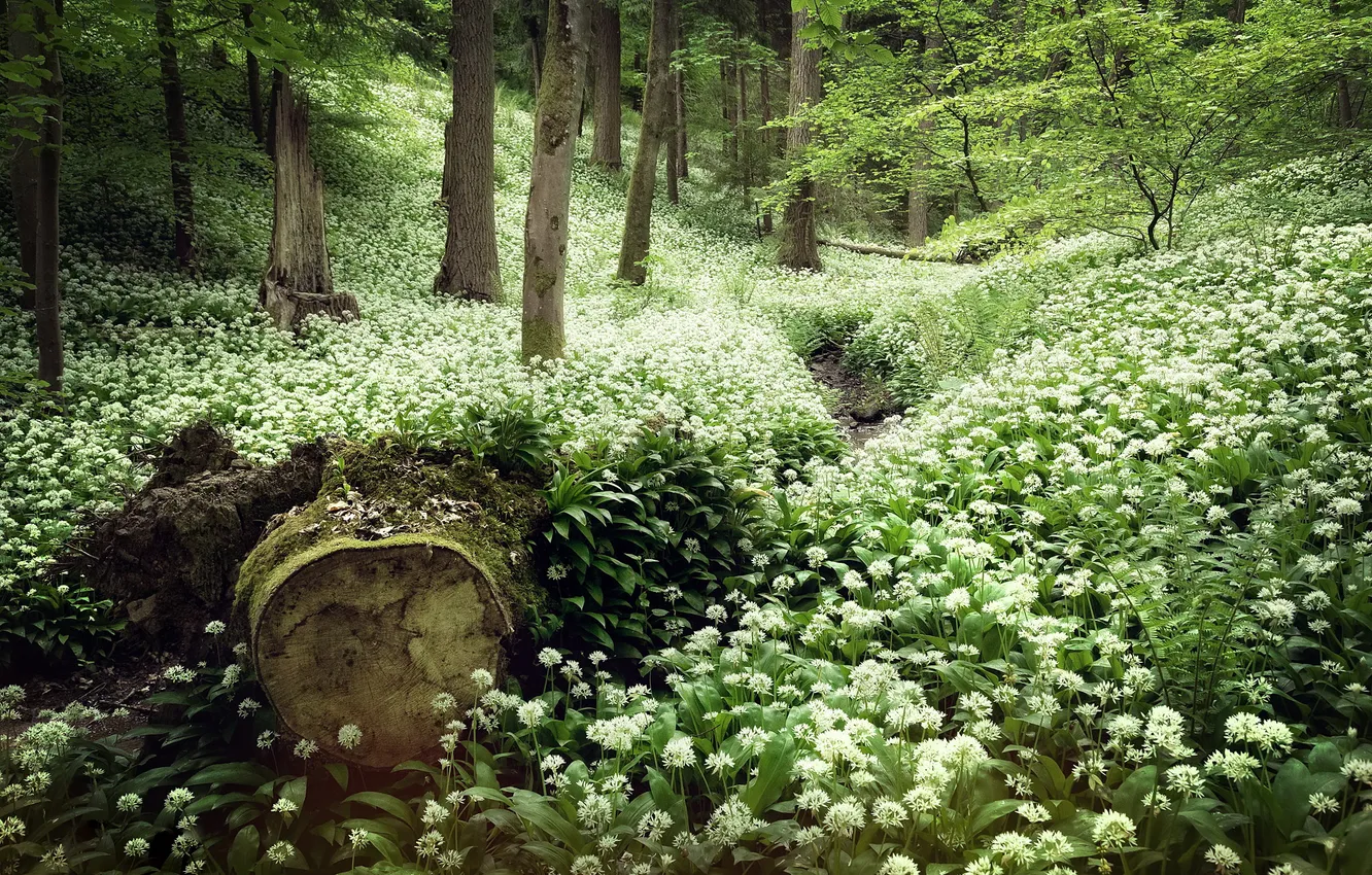Фото обои лес, природа, весна