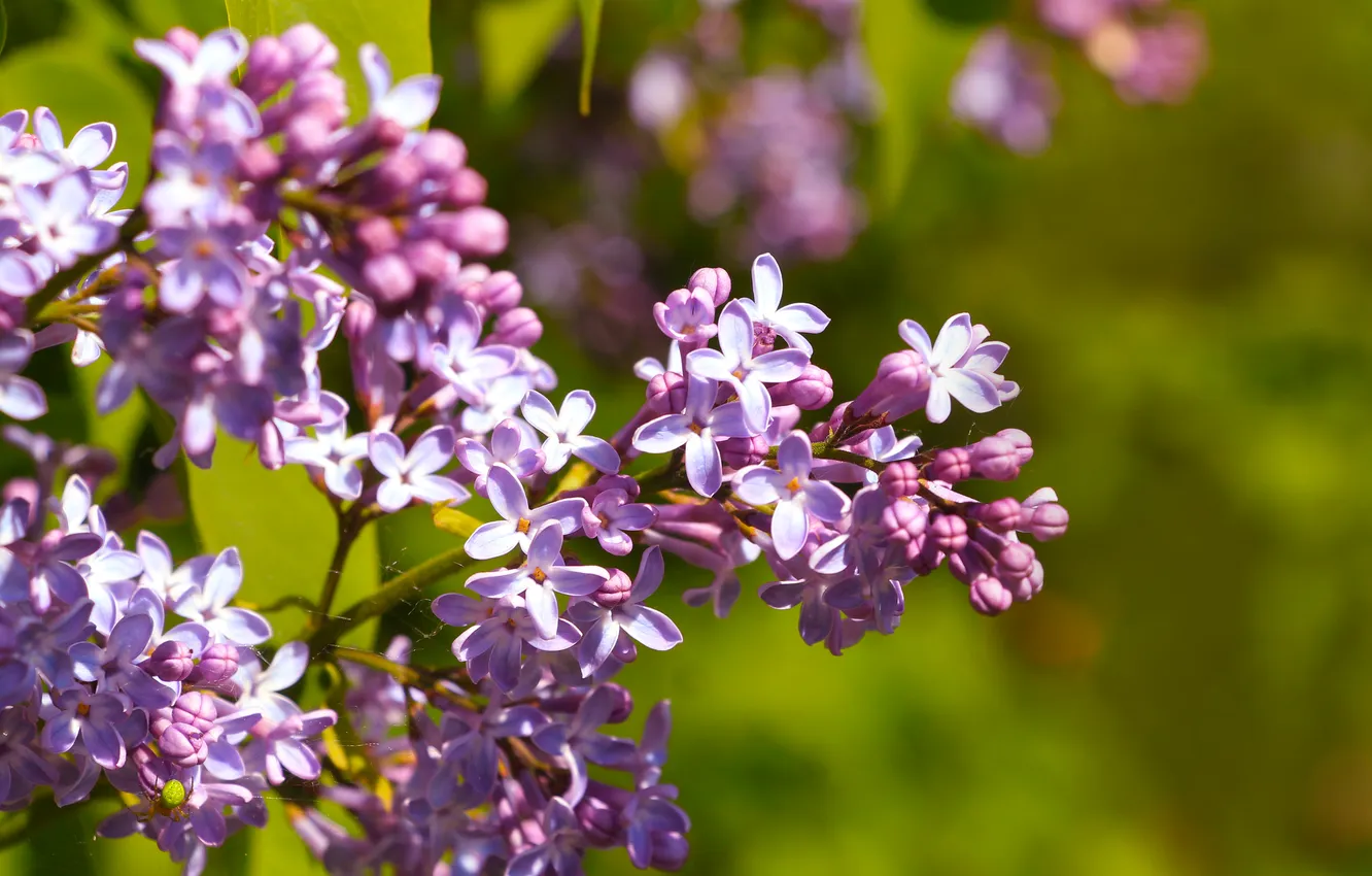 Фото обои flower, spring, lilac