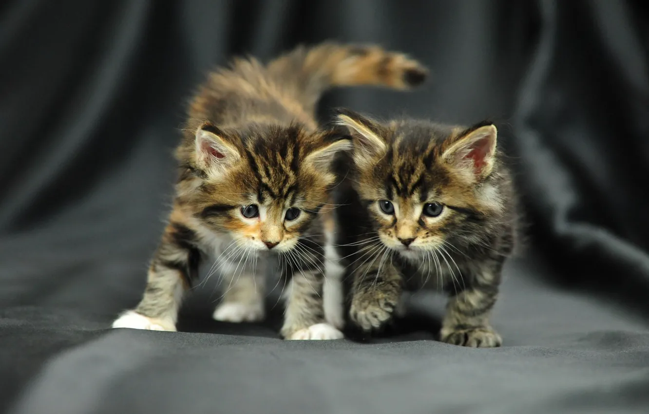 Фото обои фото, малыш, котёнок, неко, пушистик