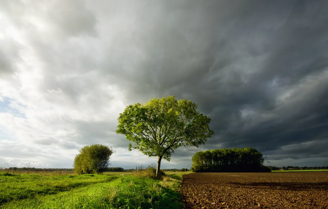 Фото обои поле, небо, трава, облака, тучи, дерево