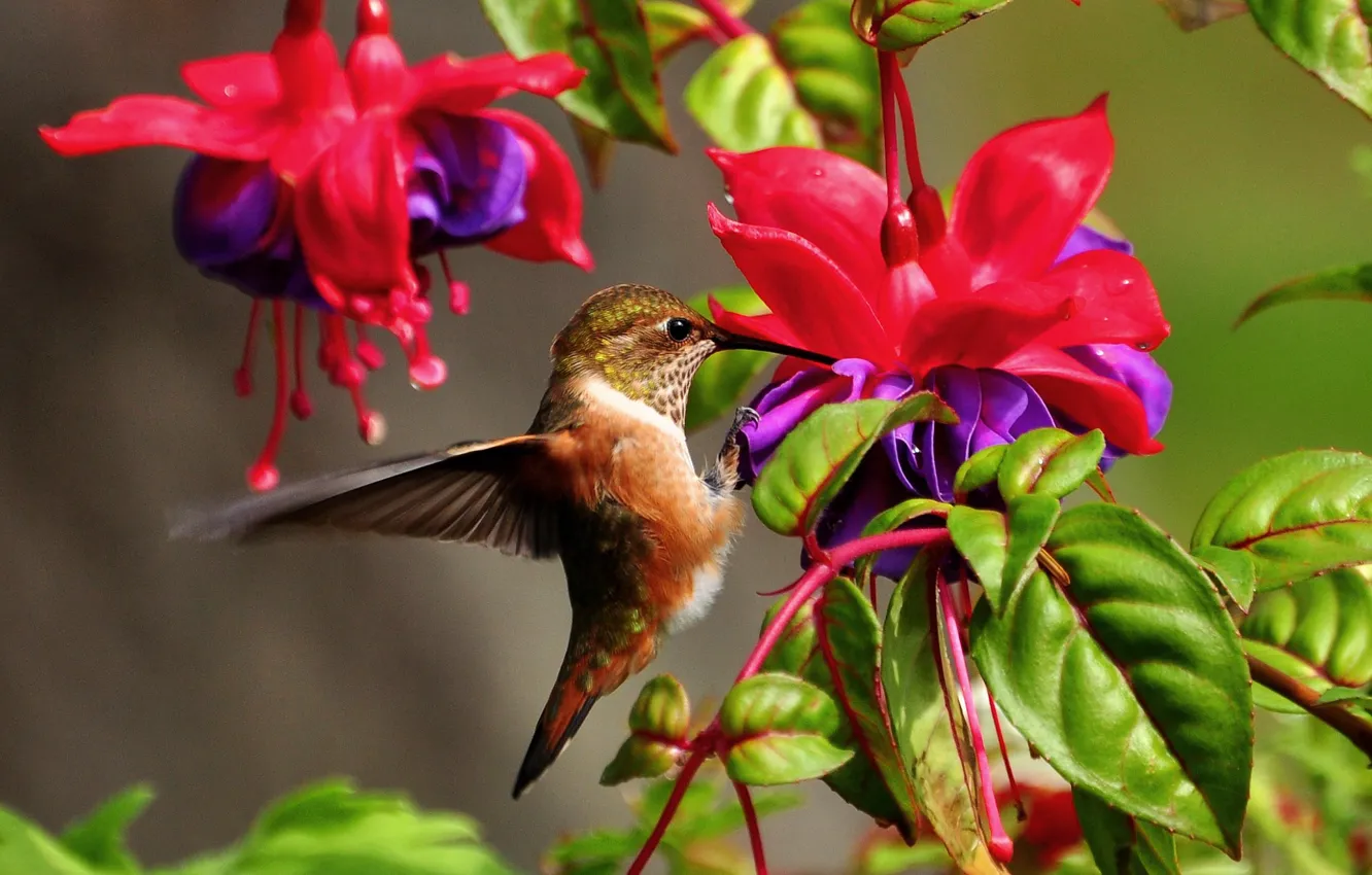 Фото обои листья, цветы, природа, колибри, птичка, фуксия