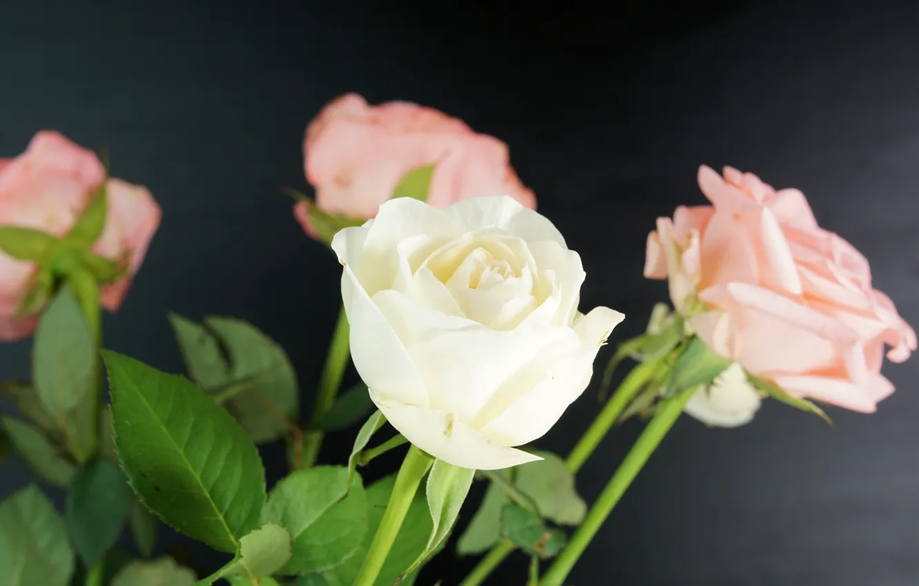 Фото обои цветы, розы, букет, розовые, белые, бутоны