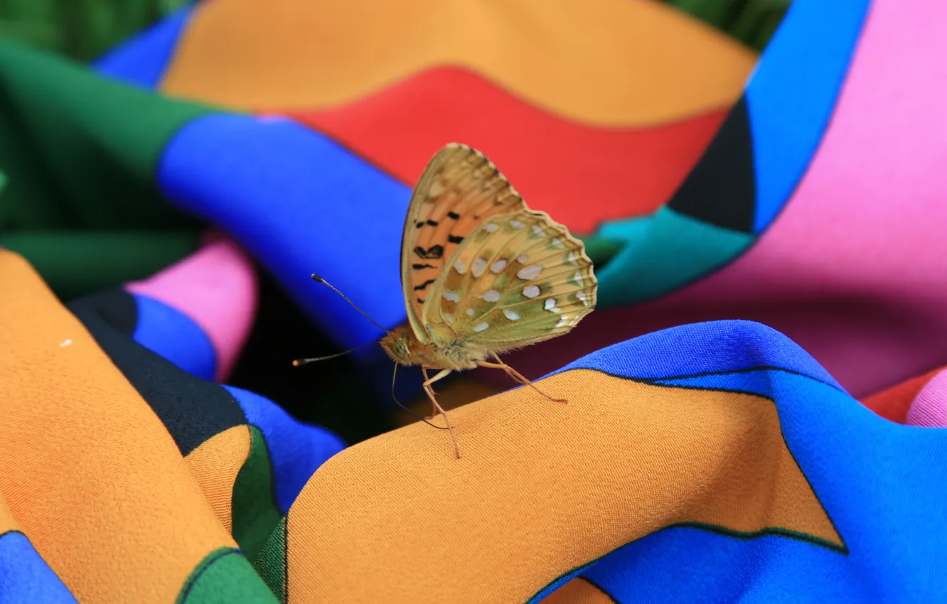 Фото обои лето, макро, бабочка, платье, насекомое