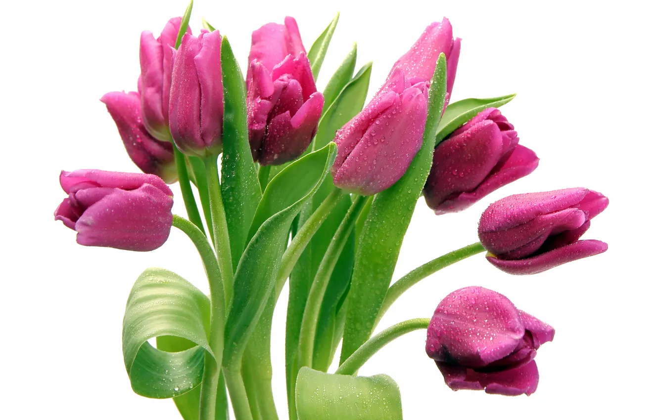Фото обои букет, тюльпаны, розовые, капельки воды